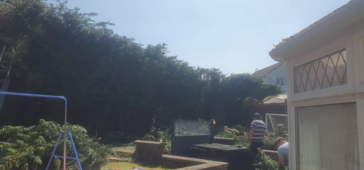 Conifer hedge reduction in Barry