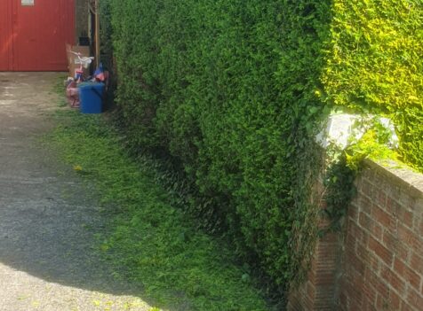 Hedge Cutting in Talbot Green