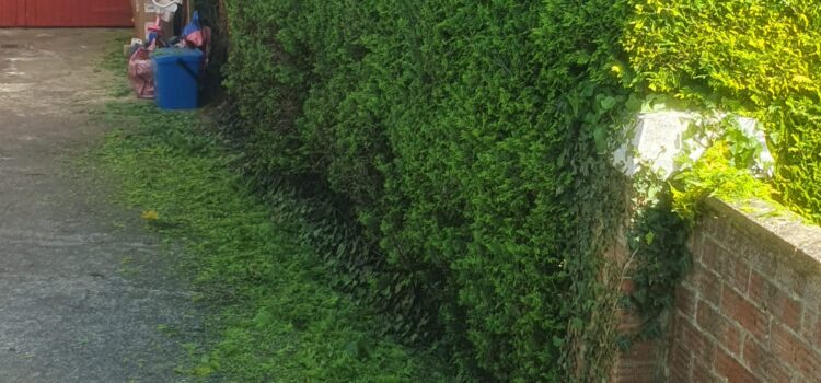 Hedge Cutting in Talbot Green