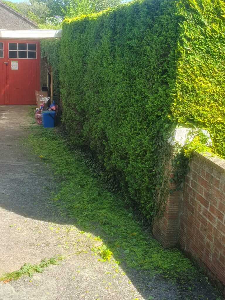 Regular hedge maintenance in Cardiff