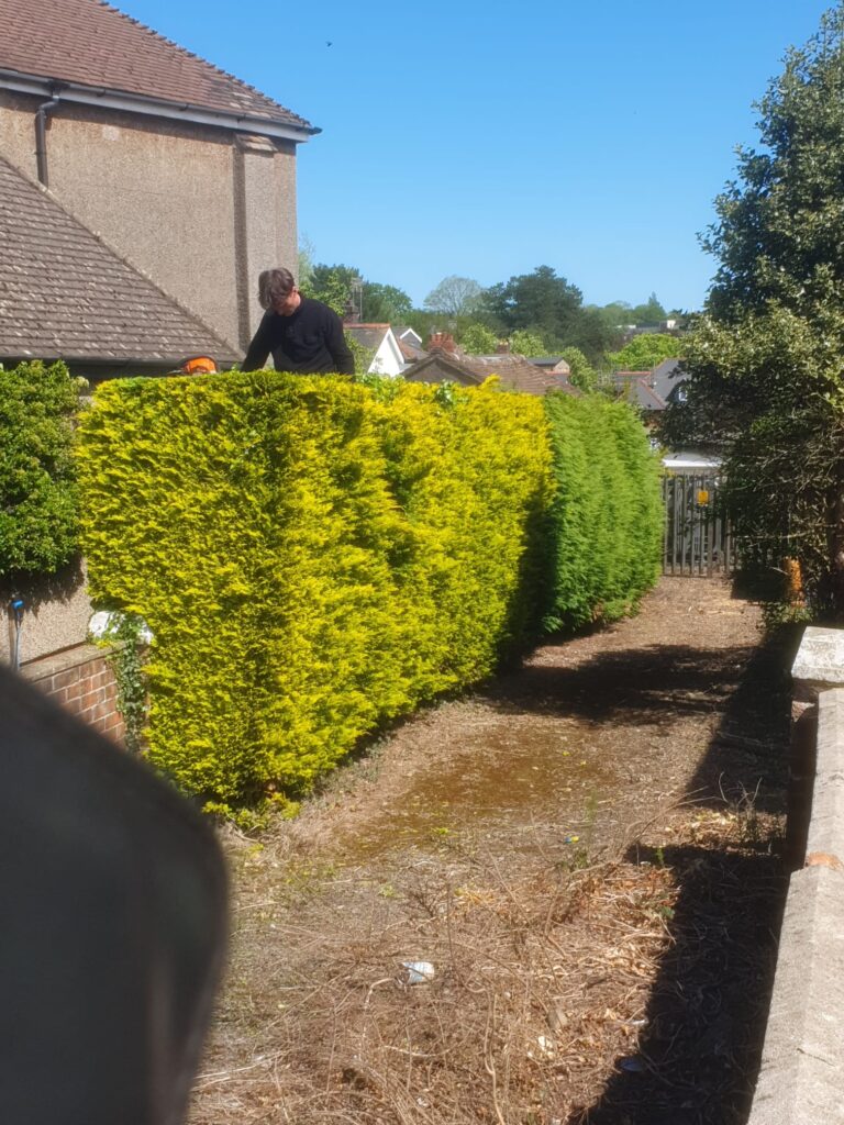 Regular hedge maintenance in Cardiff