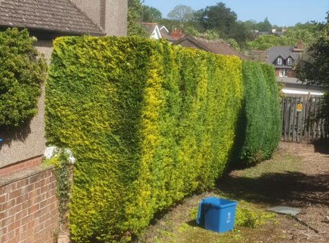 Hedge Cutting Llantrisant