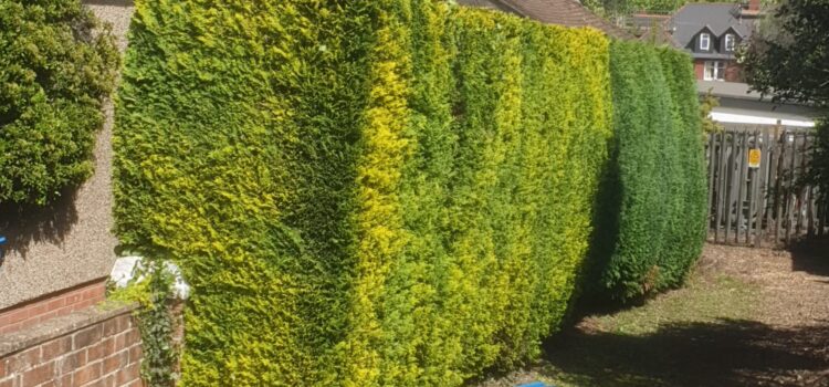 Regular hedge maintenance in Cardiff