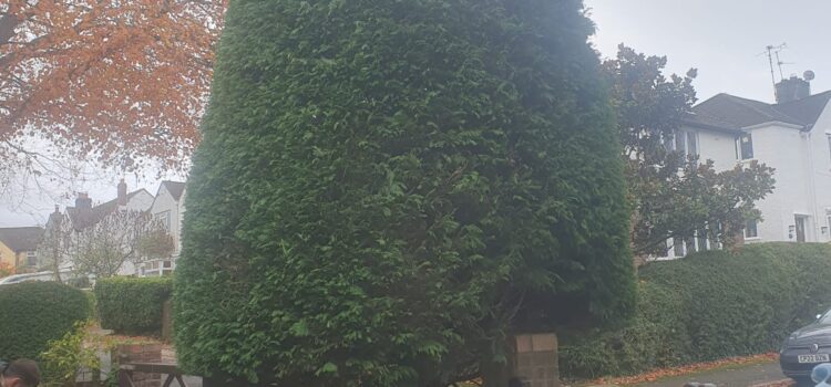 hedge cutting radyr