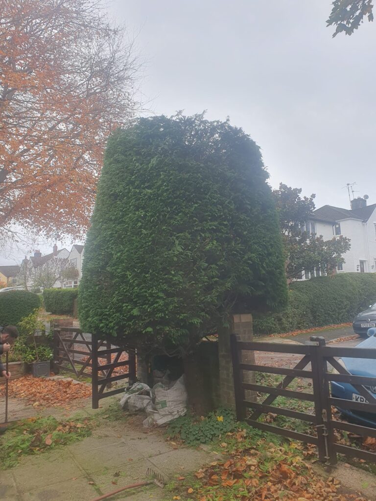 hedge cutting radyr