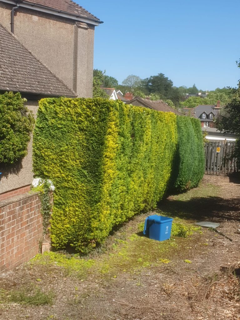 hedge cutting pentyrch